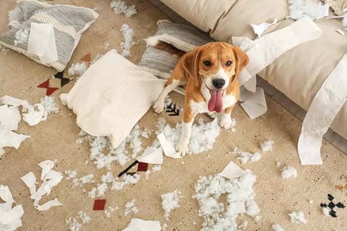 Memahami Karakter Anjing Beagle Sebelum Memeliharanya